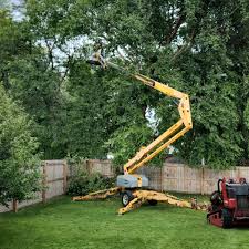 Trusted Cherry Creek, CO Tree Care Experts